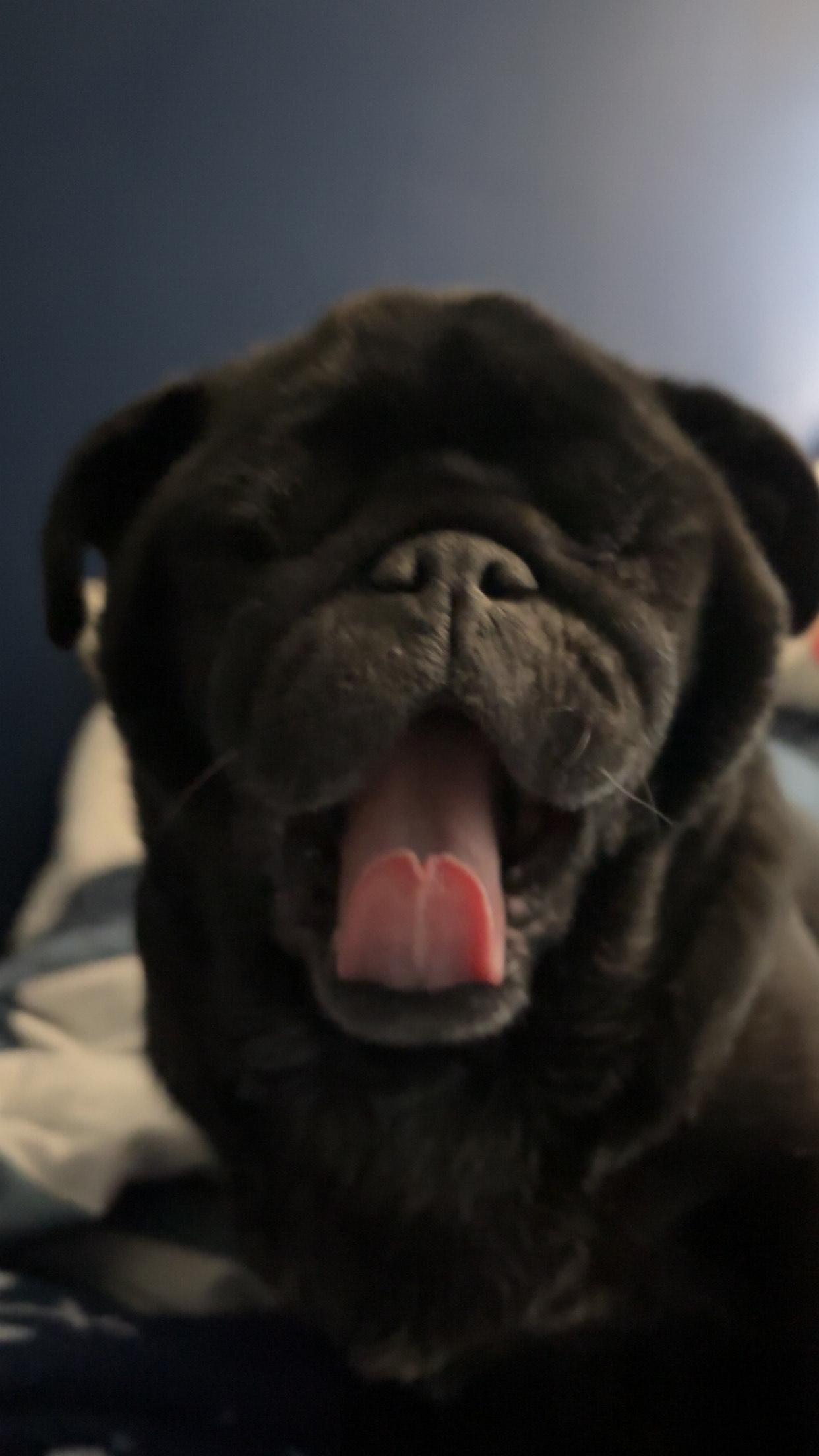 PugMan